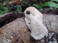 Aegithus quadrinotatus