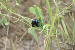 Chrysochares asiaticus