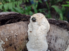 Aegithus quadrinotatus