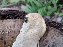 Aegithus quadrinotatus