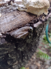 Aegithus quadrinotatus