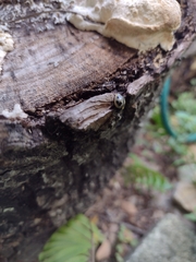 Aegithus quadrinotatus