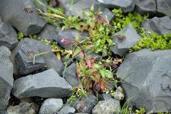 Epilobium alsinifolium