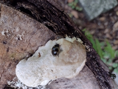 Aegithus quadrinotatus