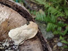 Aegithus quadrinotatus