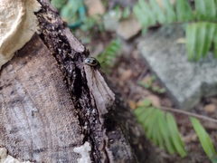 Aegithus quadrinotatus