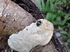 Aegithus quadrinotatus