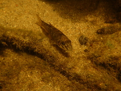 Gobio occitaniae