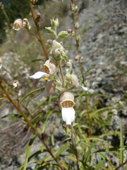 Digitalis lamarckii