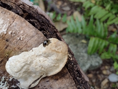 Aegithus quadrinotatus