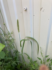 Setaria pumila