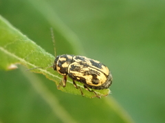 Pachybrachis hieroglyphicus