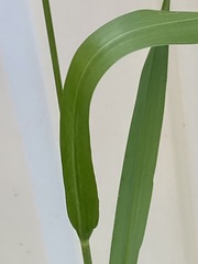 Setaria pumila