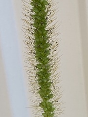 Setaria pumila