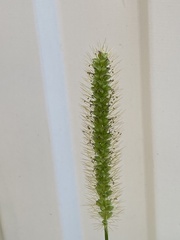 Setaria pumila