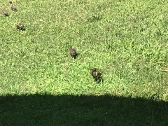 Sturnus vulgaris