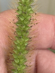 Setaria pumila