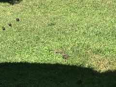 Sturnus vulgaris