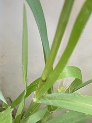 Setaria pumila