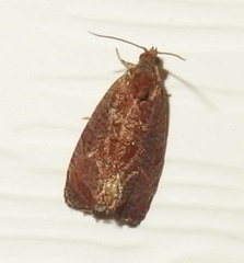 Evora hemidesma