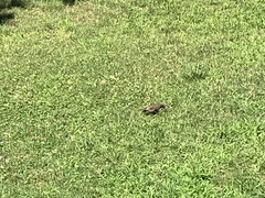Sturnus vulgaris