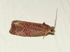 Evora hemidesma