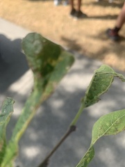 Pachypsylla celtidisasterisca