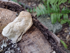 Aegithus quadrinotatus