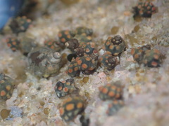 Echinolittorina australis