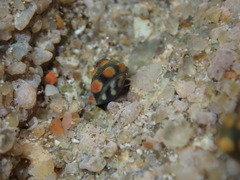 Echinolittorina australis