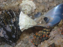 Echinolittorina australis