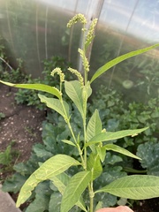 Persicaria lapathifolia