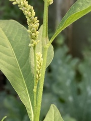 Persicaria lapathifolia