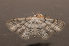 Idaea obfusaria