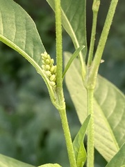 Persicaria lapathifolia