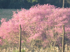 Handroanthus heptaphyllus