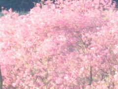 Handroanthus heptaphyllus