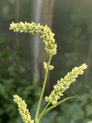 Persicaria lapathifolia