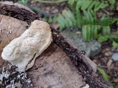 Aegithus quadrinotatus