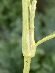 Persicaria lapathifolia