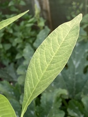 Persicaria lapathifolia