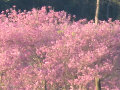 Handroanthus heptaphyllus