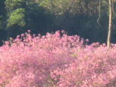 Handroanthus heptaphyllus