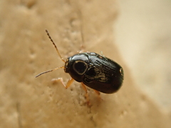 Cryptocephalus ocellatus