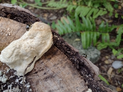 Aegithus quadrinotatus