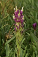 Castilleja lassenensis