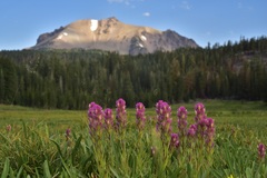 Castilleja lassenensis