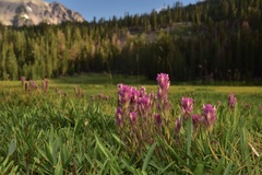 Castilleja lassenensis