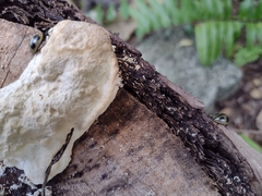 Aegithus quadrinotatus