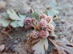 Cymopterus corrugatus